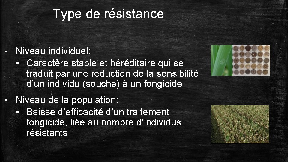 Type de résistance • Niveau individuel: • Caractère stable et héréditaire qui se traduit