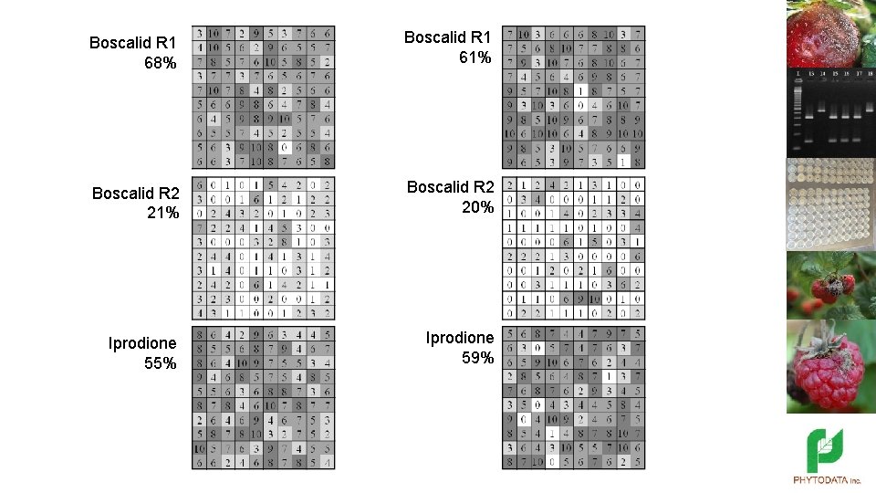 Boscalid R 1 68% Boscalid R 1 61% Boscalid R 2 20% Iprodione 55%