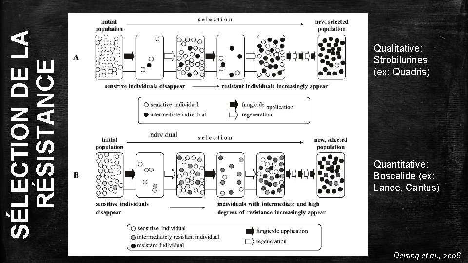 SÉLECTION DE LA RÉSISTANCE Qualitative: Strobilurines (ex: Quadris) Quantitative: Boscalide (ex: Lance, Cantus) Deising