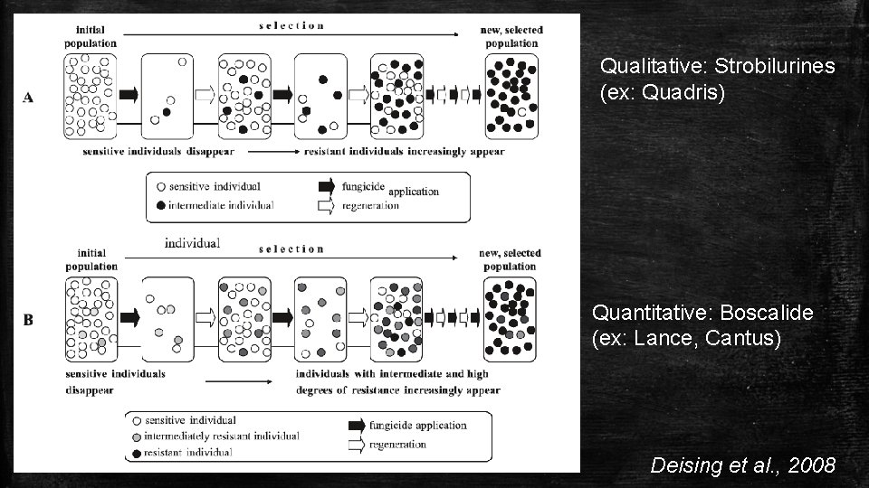 Qualitative: Strobilurines (ex: Quadris) Quantitative: Boscalide (ex: Lance, Cantus) Deising et al. , 2008