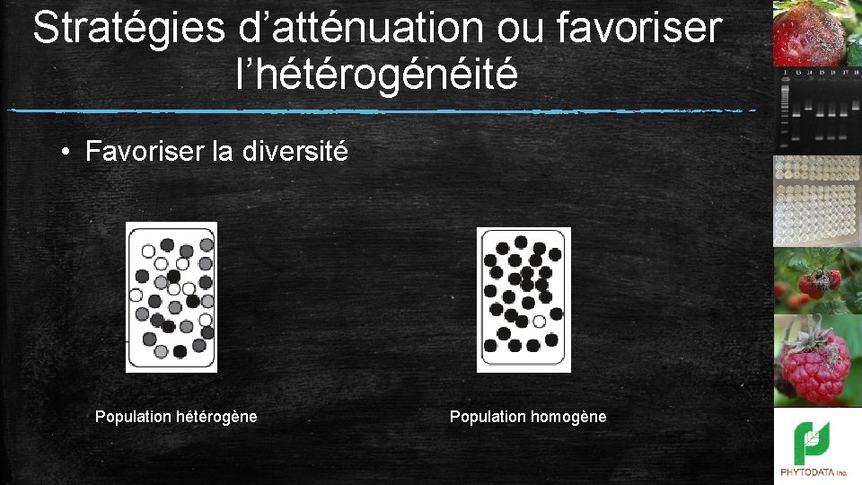 Stratégies d’atténuation ou favoriser l’hétérogénéité • Favoriser la diversité Population hétérogène Population homogène 