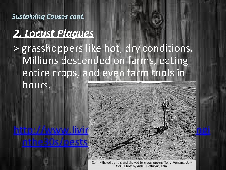 Sustaining Causes cont. 2. Locust Plagues > grasshoppers like hot, dry conditions. Millions descended