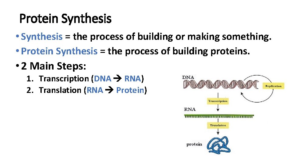 Protein Synthesis • Synthesis = the process of building or making something. • Protein