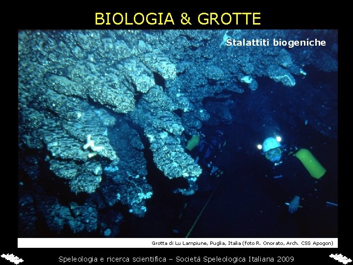 BIOLOGIA & GROTTE Stalattiti biogeniche Grotta di Lu Lampiune, Puglia, Italia (foto R. Onorato,