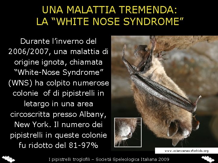 UNA MALATTIA TREMENDA: LA “WHITE NOSE SYNDROME” Durante l’inverno del 2006/2007, una malattia di