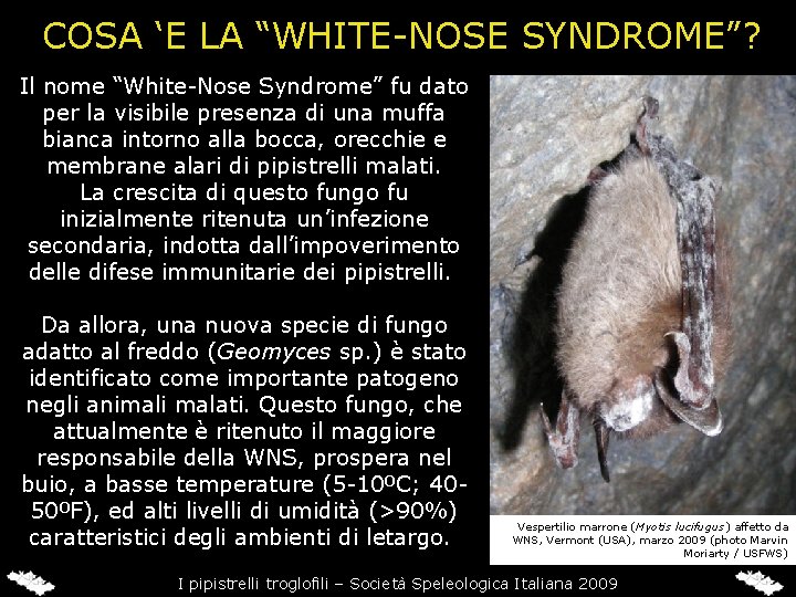 COSA ‘E LA “WHITE-NOSE SYNDROME”? Il nome “White-Nose Syndrome” fu dato per la visibile