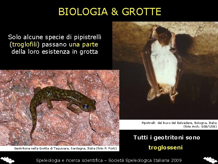 BIOLOGIA & GROTTE Solo alcune specie di pipistrelli (troglofili) passano una parte della loro