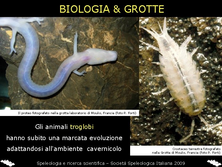 BIOLOGIA & GROTTE Il proteo fotografato nella grotta laboratorio di Moulis, Francia (foto P.