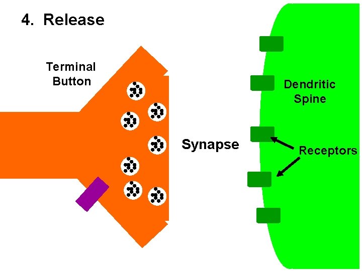 4. Release Terminal Button Dendritic Spine Synapse Receptors 