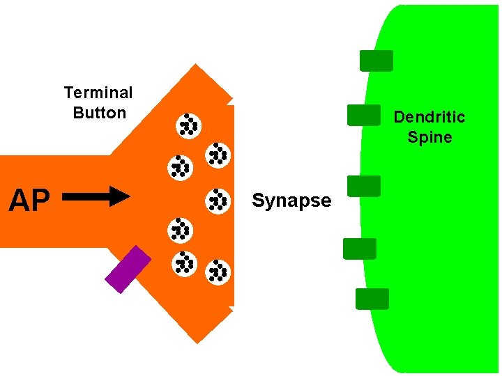 Terminal Button AP Dendritic Spine Synapse 