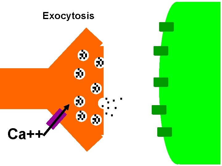 Exocytosis Ca++ 