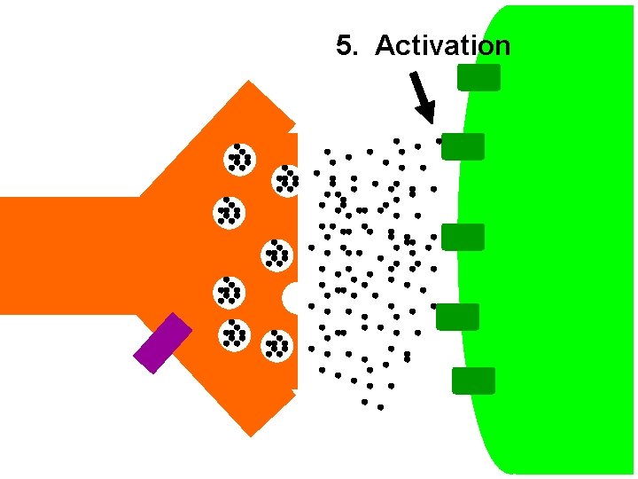 5. Activation 