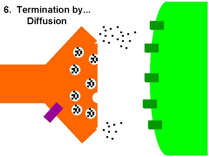 6. Termination by. . . Diffusion 