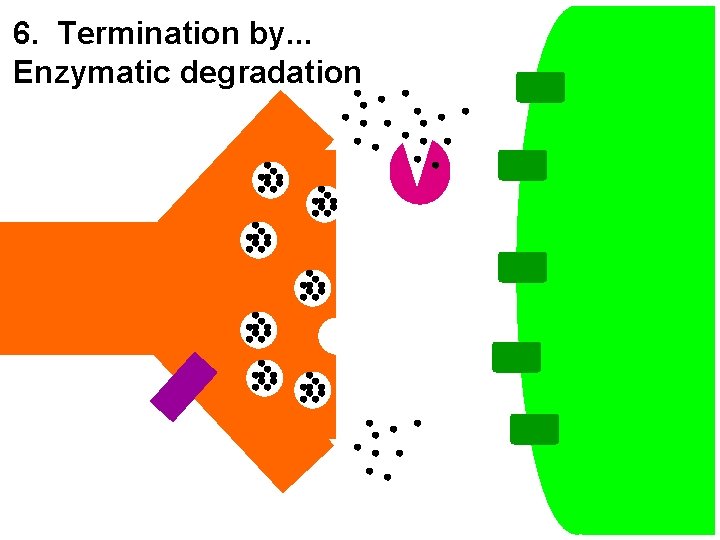 6. Termination by. . . Enzymatic degradation 