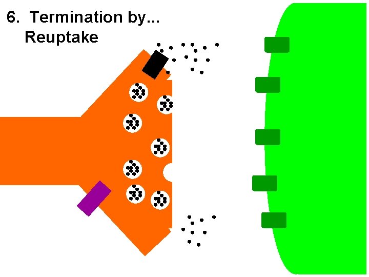 6. Termination by. . . Reuptake 