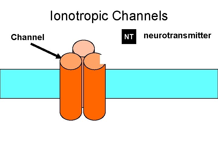 Ionotropic Channels Channel NT neurotransmitter 