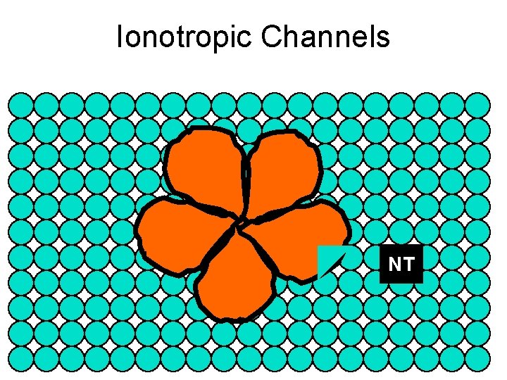 Ionotropic Channels NT 