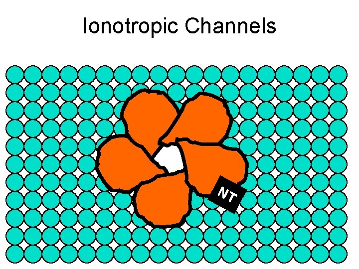 Ionotropic Channels NT 