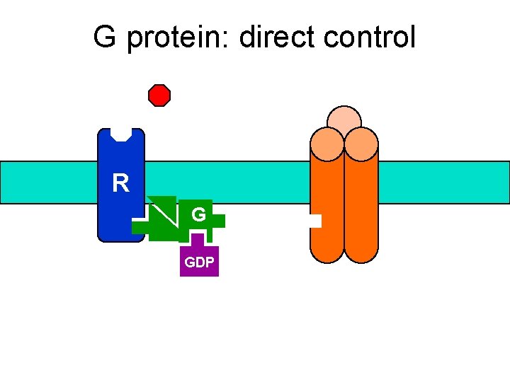 G protein: direct control R G GDP 