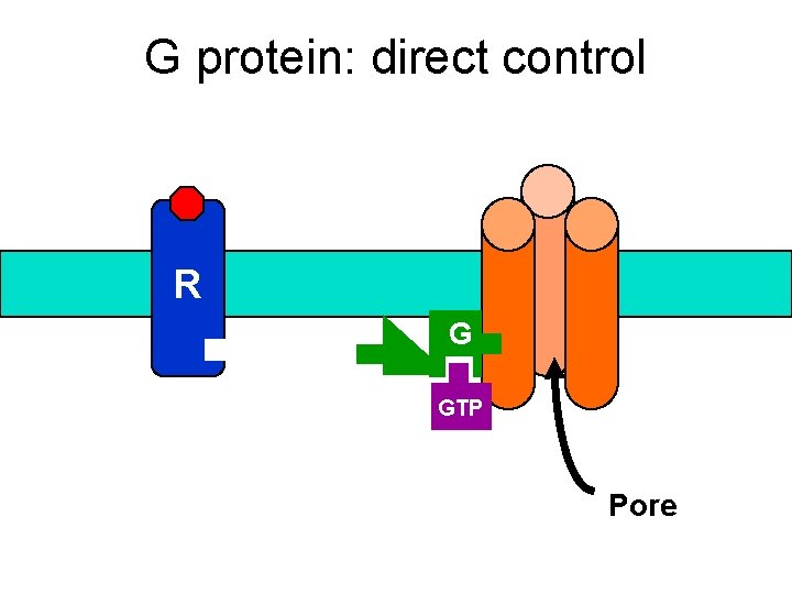 G protein: direct control R G GTP Pore 