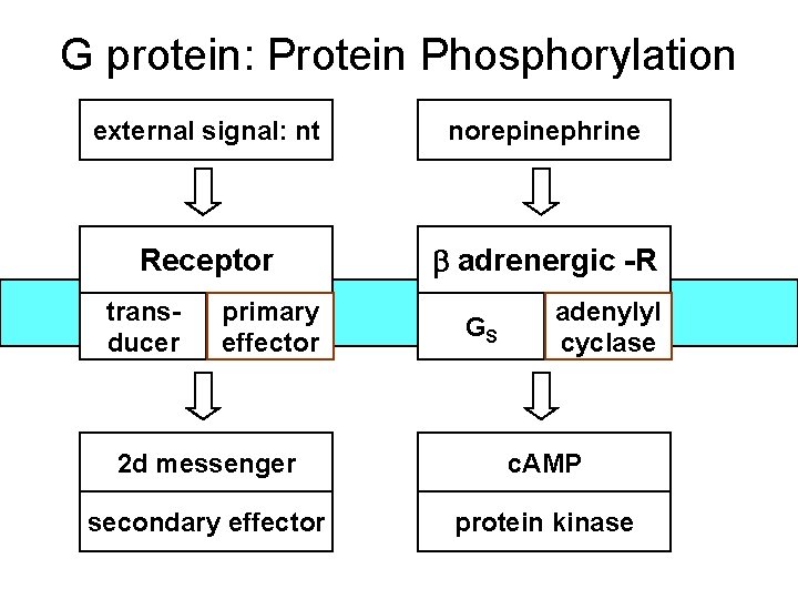 G protein: Protein Phosphorylation external signal: nt norepinephrine Receptor b adrenergic -R transducer primary