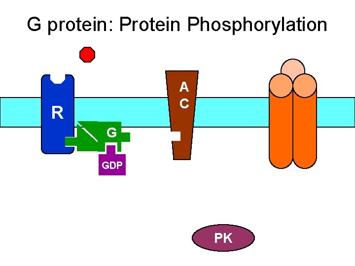 G protein: Protein Phosphorylation A C R G GDP PK 