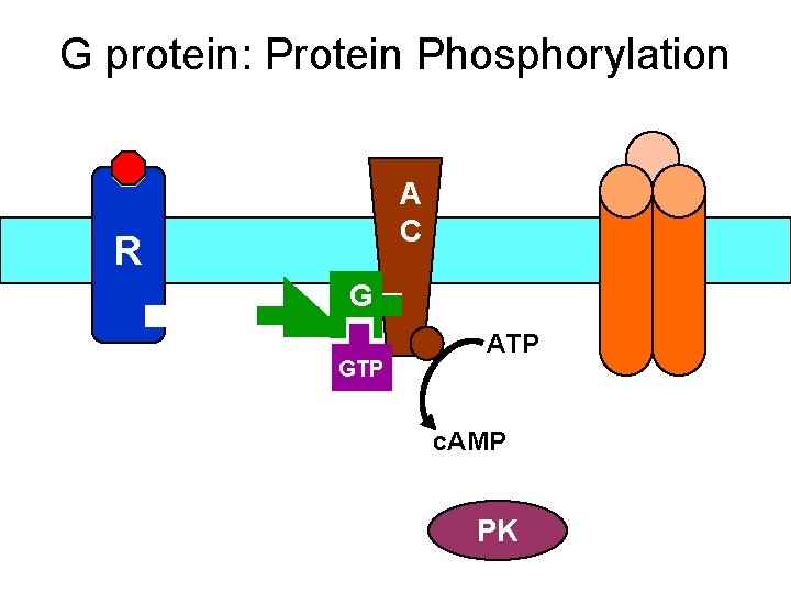 G protein: Protein Phosphorylation A C R G GTP ATP c. AMP PK 