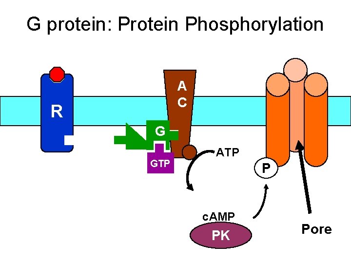 G protein: Protein Phosphorylation A C R G GTP ATP P c. AMP PK