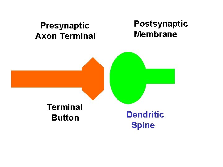 Presynaptic Axon Terminal Button Postsynaptic Membrane Dendritic Spine 