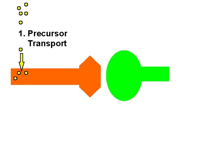1. Precursor Transport 