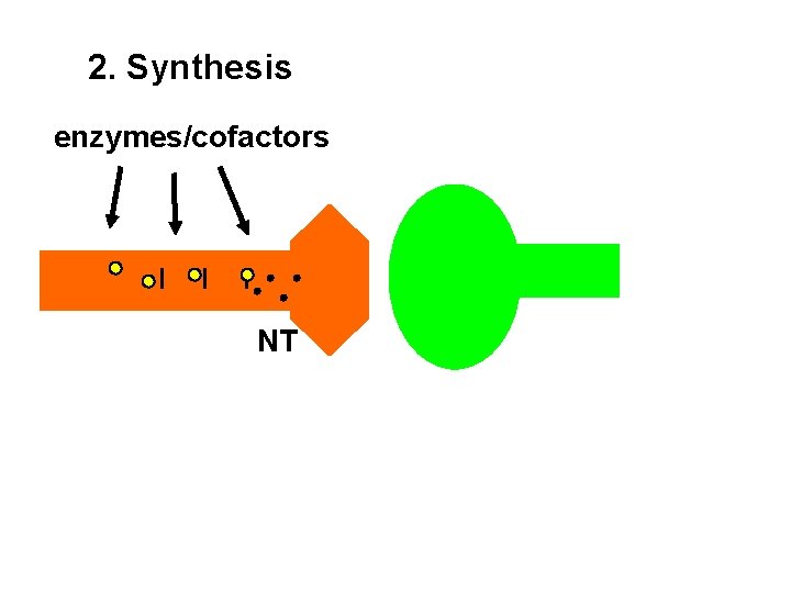 2. Synthesis _ _ _ enzymes/cofactors NT 