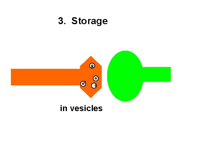 3. Storage in vesicles 