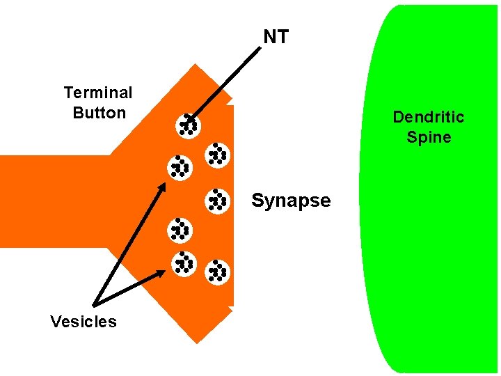 NT Terminal Button Dendritic Spine Synapse Vesicles 