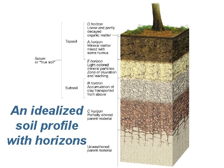 An idealized soil profile with horizons 