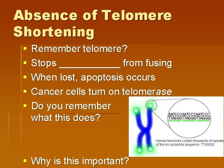 Absence of Telomere Shortening § § § Remember telomere? Stops ______ from fusing When