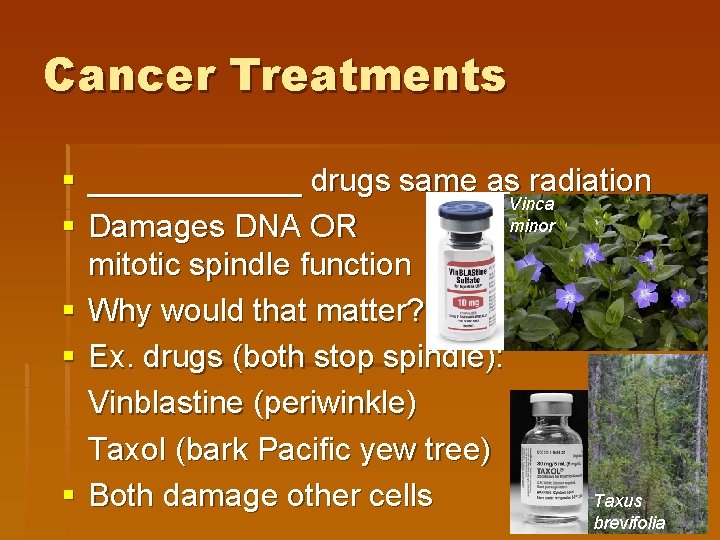 Cancer Treatments § ______ drugs same as radiation Vinca minor § Damages DNA OR