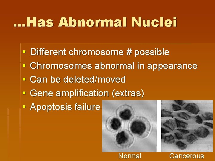 …Has Abnormal Nuclei § § § Different chromosome # possible Chromosomes abnormal in appearance