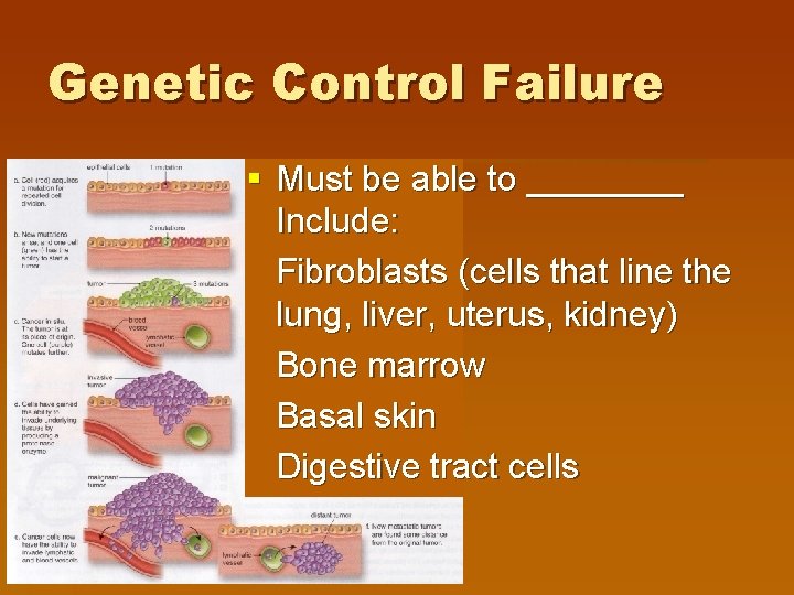 Genetic Control Failure § Must be able to ____ Include: Fibroblasts (cells that line