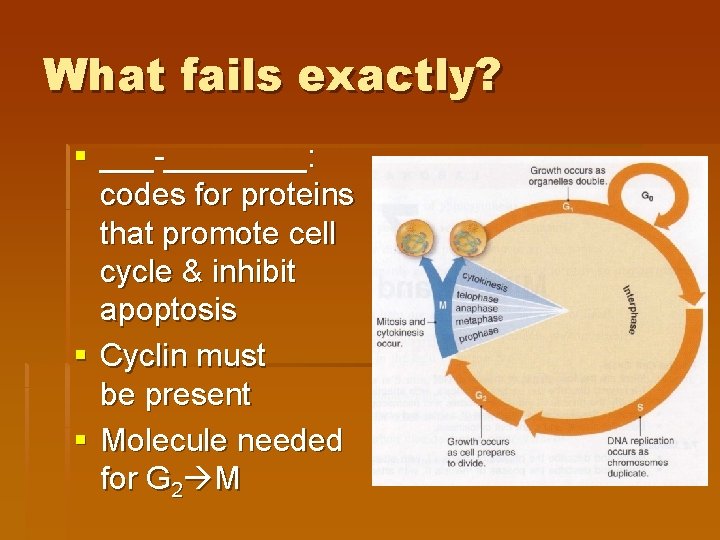 What fails exactly? § ___-____: codes for proteins that promote cell cycle & inhibit