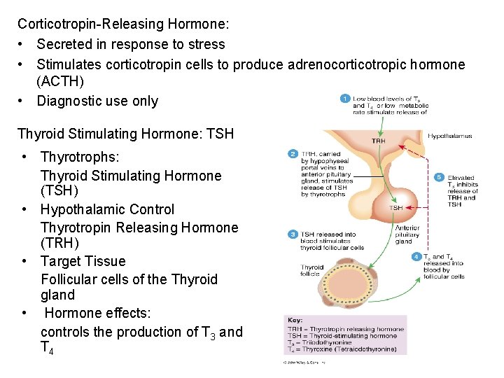 Corticotropin-Releasing Hormone: • Secreted in response to stress • Stimulates corticotropin cells to produce