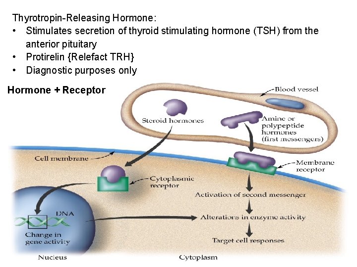 Thyrotropin-Releasing Hormone: • Stimulates secretion of thyroid stimulating hormone (TSH) from the anterior pituitary