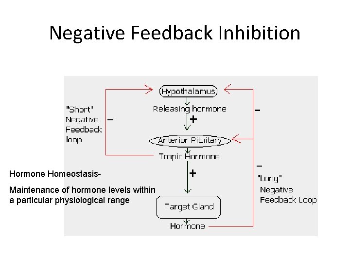 Negative Feedback Inhibition Hormone Homeostasis. Maintenance of hormone levels within a particular physiological range