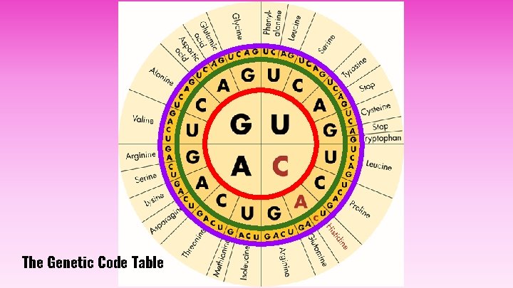 Genetic Code Table Module Transcription and Translation Miss Burns Comparing RNA and