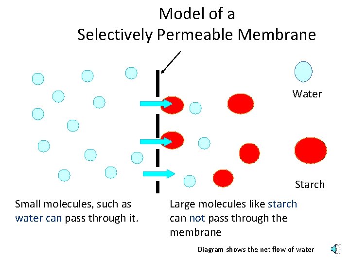 Model of a Selectively Permeable Membrane Water Starch Small molecules, such as water can