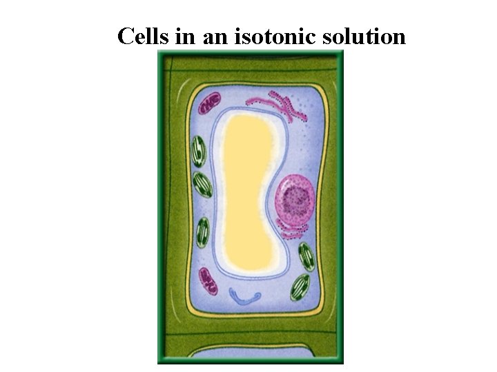 Cells in an isotonic solution 