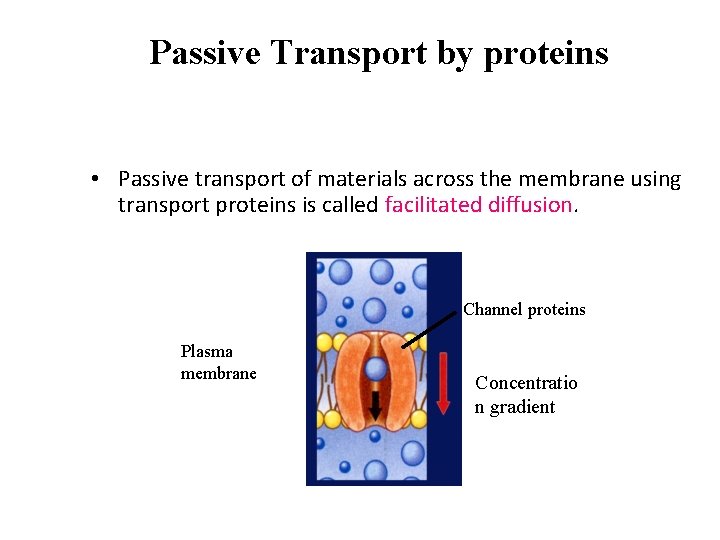 Passive Transport by proteins • Passive transport of materials across the membrane using transport