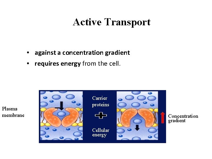 Active Transport • against a concentration gradient • requires energy from the cell. Cellular