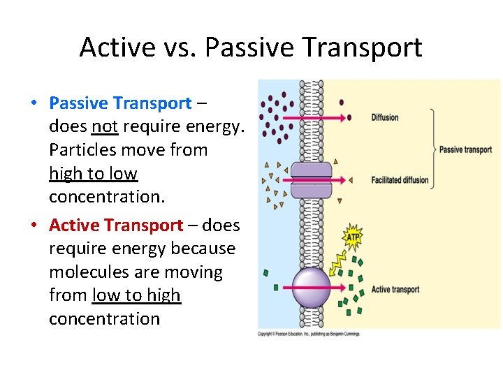 Active vs. Passive Transport • Passive Transport – does not require energy. Particles move