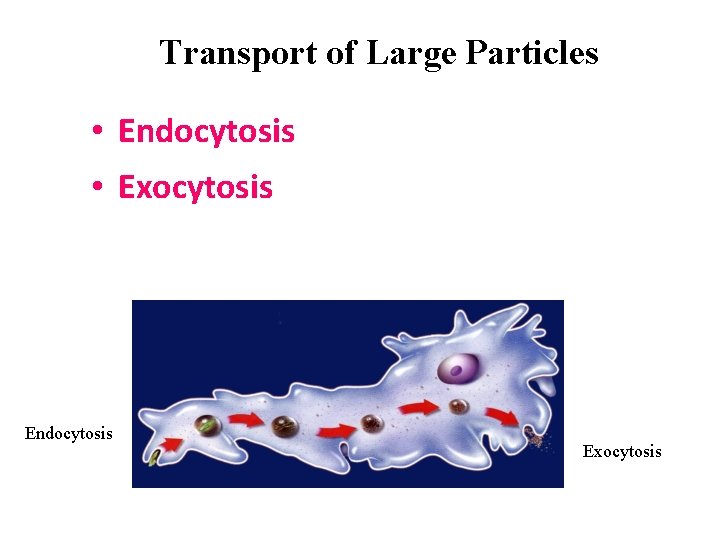 Transport of Large Particles • Endocytosis • Exocytosis Endocytosis Exocytosis 