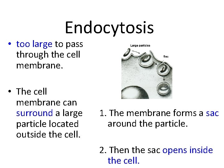 Endocytosis • too large to pass through the cell membrane. • The cell membrane